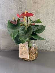 10 сорта антуриума андре и шерцера по окраске. Anthurium Andr Champion Red Aqua Roots Glass The Nunhead Gardener