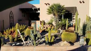 Totem pole cactus, totem pole, totem cactus, monstrous whisker cactus. Truly A Prickly Passion Cactus Collections Thrive Get Out Gvnews Com