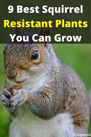 How to protect pepper plants from squirrels? 9 Best Squirrel Resistant Plants In 2021 Plant Protection Raising Farm Animals Squirrel