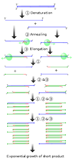 Ce fel de polimerizare se realizeaza atunci cand are loc o complexare coordinativa a monomerului la promotorul de reactie? ReacÈ›ie De Polimerizare In LanÈ› Wikipedia