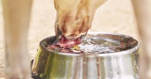 Keep your dogs bowl filled at all times and always refill with fresh, clean water daily. How Much Water Do Dogs Need Daily Health