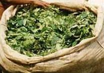 Image result for Gnetum africanum