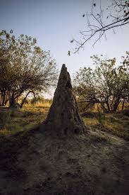 Image result for Habenaria pasmithii