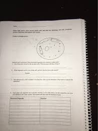 Plant cell nucleolus structure and function. Name Under High Power Draw Several Elodea Cells And Chegg Com