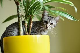10 Haustierfreundliche Pflanzen Fur Garten Wohnung Plantura In 2020 Pflanzen Schattenpflanzen Katze Balkon