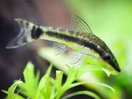 We did not find results for: Otocinclus Catfish Habitat Care Feeding Tank Size Breeding Aqua49