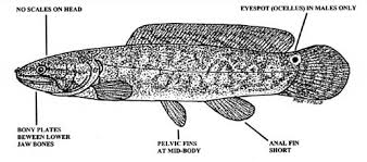 Fewer than half a dozen have ever been. Snakehead Vs Bowfin