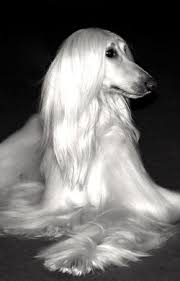Afghan Hound Long White Hair Afghan Hound Dogs Most Beautiful Dogs