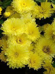 (about his love was overlooked). Mum Yellow Valour Bluestone Perennials