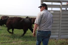 AJ Heins bringing blue collar work ethic to NDSU football