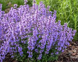 Great for attracting butterflies, hummingbirds and a variety of other pollinators. Nepeta Cat S Pajamas Catmint