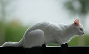 Check out our black cat white paws selection for the very best in unique or custom, handmade pieces from our shops. Real Warriors