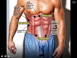You have three different types of muscles in your body: Variety Of Stomach Exercises Upper Abs Muscle Fitness Abdominal Muscles Anatomy