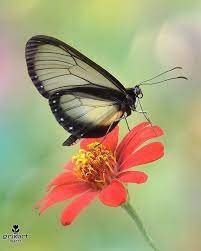 Regram Grikart Macro 04 0 2017 Black Butterfly Nature Beautiful Butterflies Black Butterfly