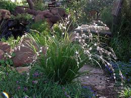 Image result for Anthericaceae