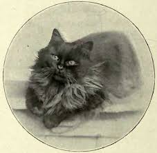 In pregnancy, the foetuses are spaced along each horn of the uterus. Smoke Persians The Book Of The Cat