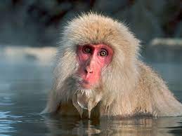 We did not find results for: 77 Monkey Wallpaper On Wallpapersafari
