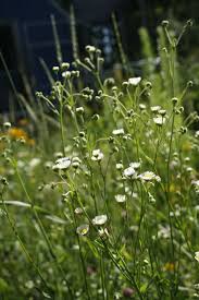 Image result for Oxyanthus strigosus