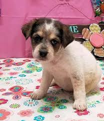 For the best dog rescue in los angeles. Danbury Ct Australian Shepherd Meet Jade A Dog For Adoption Kitten Adoption Dog Adoption Pets