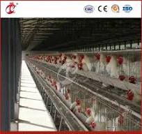 Cajón de gallinas Bestchickencage tipo ordinario, fábrica de ...