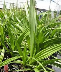 Image result for Wachendorfia