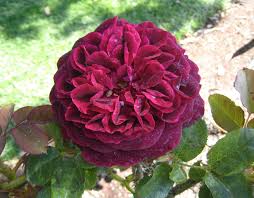 Rosa Munstead Wood David Austin 2007
