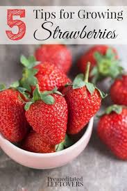 5 Tips For Growing Strawberries Including How To Grow Strawberries From Seed How To Grow Strawberries In Growing Strawberries Strawberry Garden Growing Fruit