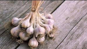 Cara menanam bawang putih di tempat telur adalah metode yang paling mudah. Tanam Sendiri Bawang Putih Yang Pasti Menjadi Jika Ikut Cara Ini Cukup Mudah Untuk Newbie Keluarga