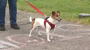 The initials stand for distemper, hepatitis, parvo and parainfluenza. Trumbull County Animal Charity Holds Low Cost Pet Vaccinations Wkbn Com