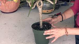 The best way to ensure you have loose. Dracaena Marginata Care Instructions Great Gardening Youtube