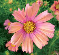 Check Out The Cosmos In Cosmos Flowering Annuals Plants Seeds From Annie S Annuals Perennials For 5 95 Flower Garden Cosmos Flowers Peach Flowers