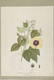 Image result for Azanza lampas