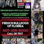 frenchies-of-florida from m.facebook.com