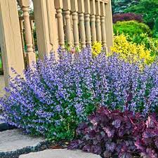 An Improved Newer Variety That Forms A Compact Mound Covered In Blue Blooms Through Summer It Attracts Bees Humming Plants Perennial Plants Planting Flowers