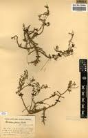 Image result for Portulaca foliosa