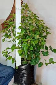 Image result for Curtisia dentata