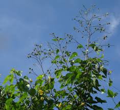 Image result for Eriolaena rulkensii