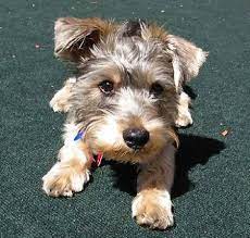 This schnauzer poodle mix is as cute as their name suggests. Chester The Yorkie Schnauzer Mix Schnauzer Mix Puppies Yorkie Mix