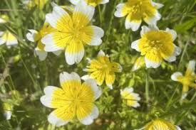 Image result for Hydrophyllaceae