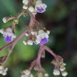 Image result for Vitex madiensis