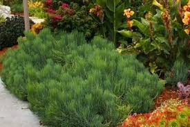 Image result for Senecio tabulicola
