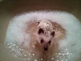 hedgehog running in sink youtube