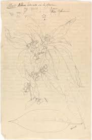 Image result for Discopodium penninervium