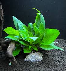 Image result for Dichaetanthera corymbosa