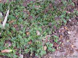Image result for Kalanchoe rotundifolia