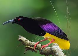 Posted by seni rahsia alam at 6:26 pm. Gambar Burung Cendrawasih Kartun