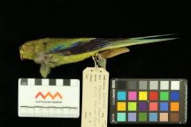 Image result for Monotes elegans