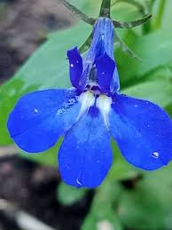 Image result for Lobelia erinus