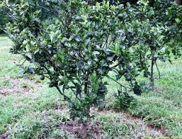 Image result for Rutaceae