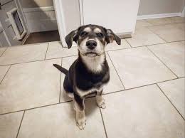 Thank you for visiting our website! The Best Of Two Breeds A Look Into The Husky Lab Mix K9 Web